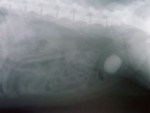 Moov kameny - cystotomie, uretrotomie